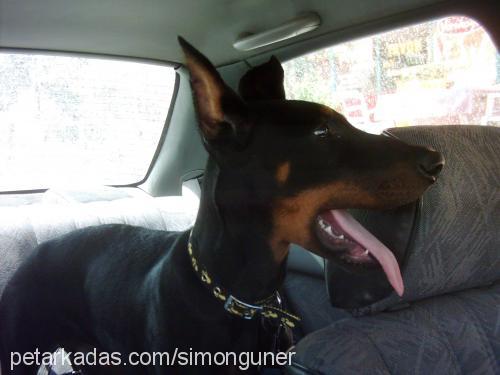 paçimu Erkek Doberman Pinscher