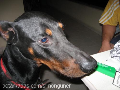 paçimu Erkek Doberman Pinscher