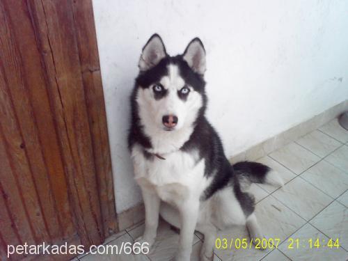 cesur Erkek Sibirya Kurdu (Husky)