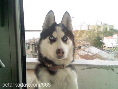 cesur Erkek Sibirya Kurdu (Husky)