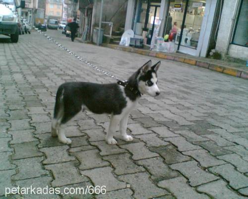 cesur Erkek Sibirya Kurdu (Husky)