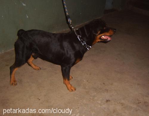 dak Erkek Rottweiler