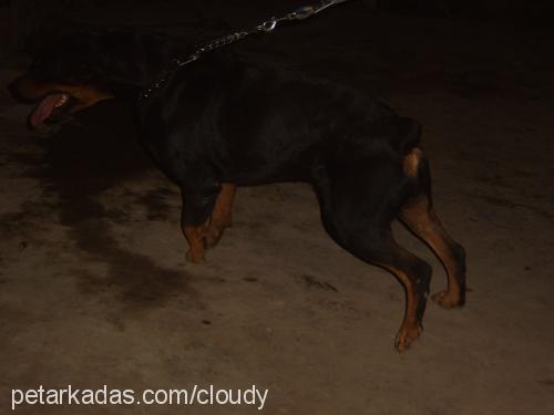 dak Erkek Rottweiler