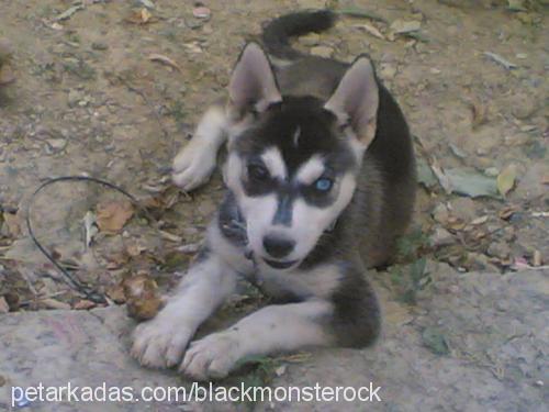 zeyn Dişi Sibirya Kurdu (Husky)