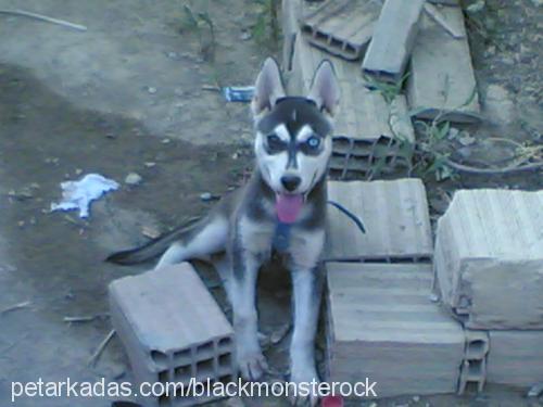 zeyn Dişi Sibirya Kurdu (Husky)