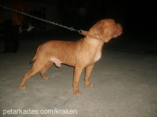 gathor Erkek Fransız Mastiff