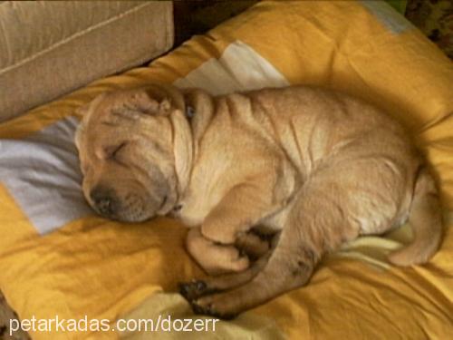 dozer Erkek Çin Shar-Pei