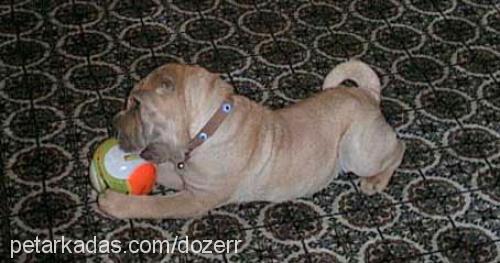 dozer Erkek Çin Shar-Pei