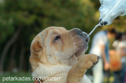 dozer Erkek Çin Shar-Pei