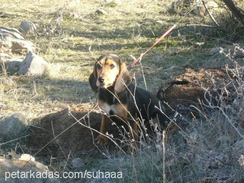 lady Dişi Beagle