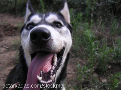 maviş Dişi Sibirya Kurdu (Husky)