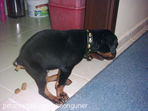 paçimu Erkek Doberman Pinscher