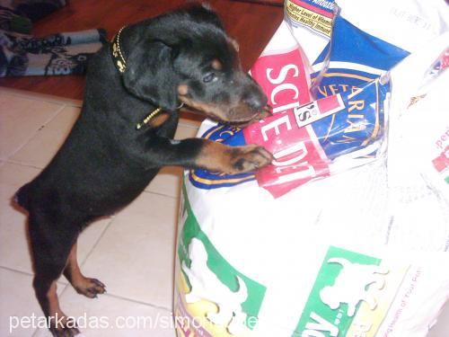 paçimu Erkek Doberman Pinscher