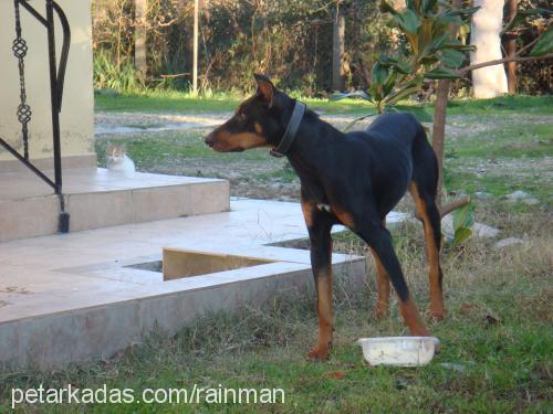 Balım Dişi Doberman Pinscher