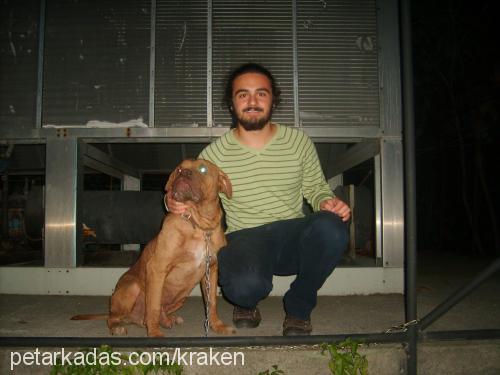 gathor Erkek Fransız Mastiff