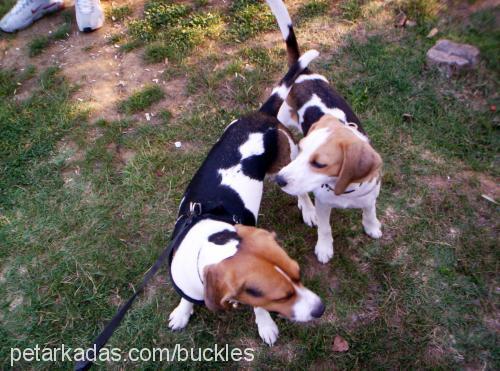 bucklesjr. Dişi Beagle