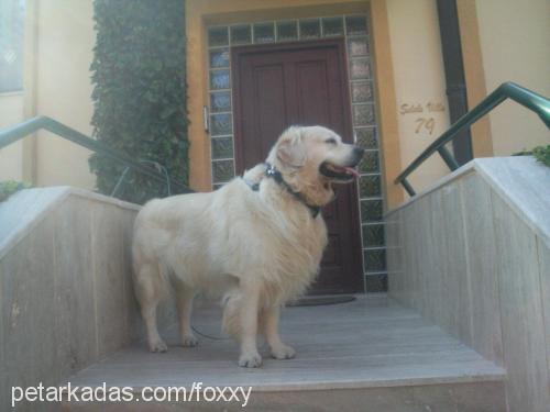 sezar Erkek Golden Retriever