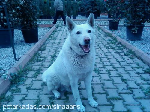 bulut Erkek Sibirya Kurdu (Husky)