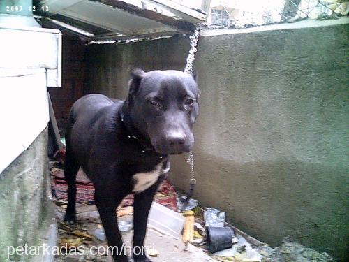 reiss Erkek Amerikan Staffordshire Terrier