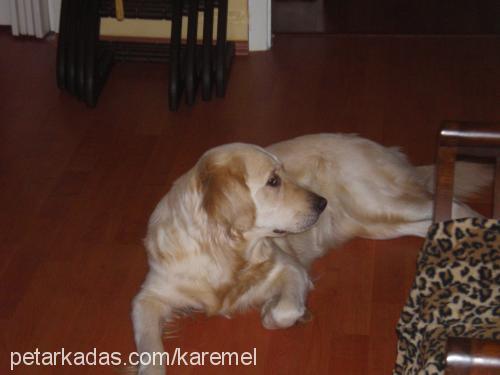 karemel Dişi Golden Retriever