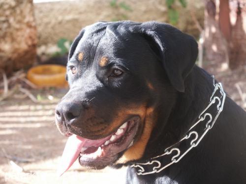 RUSH Dişi Rottweiler