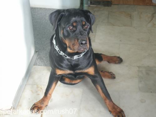 RUSH Dişi Rottweiler