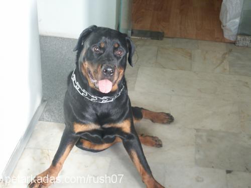 RUSH Dişi Rottweiler