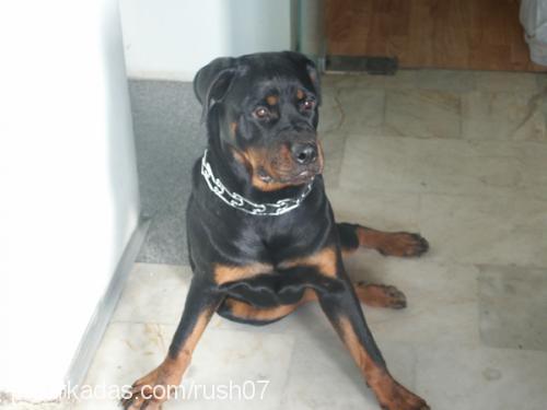 RUSH Dişi Rottweiler