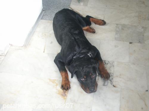 RUSH Dişi Rottweiler