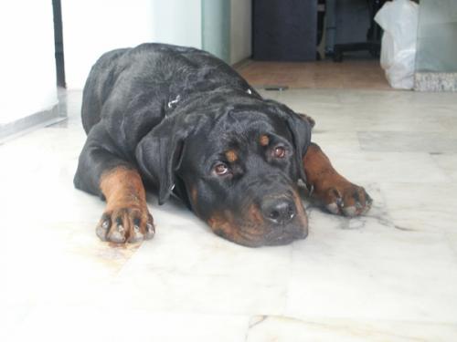 RUSH Dişi Rottweiler