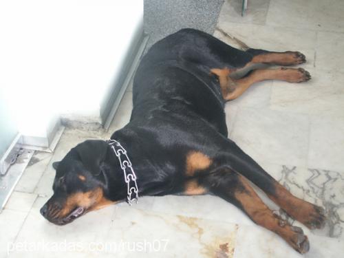 RUSH Dişi Rottweiler