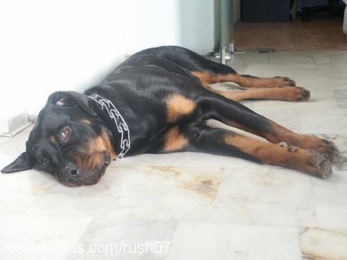 RUSH Dişi Rottweiler