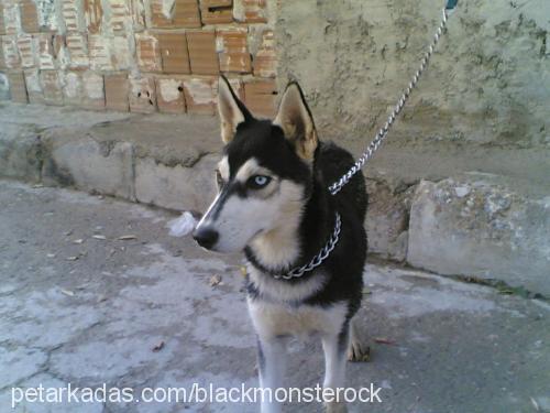 zeyn Dişi Sibirya Kurdu (Husky)