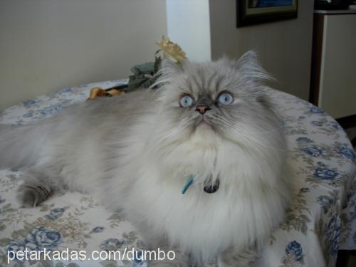 dumbo Erkek Birman