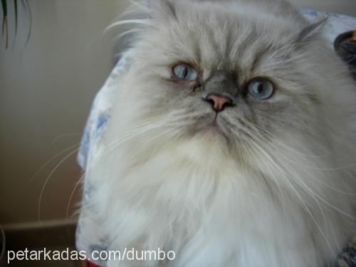 dumbo Erkek Birman