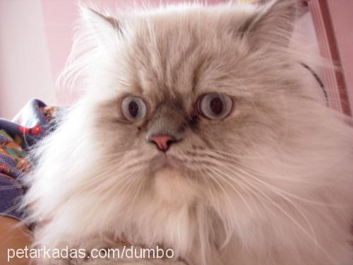 dumbo Erkek Birman