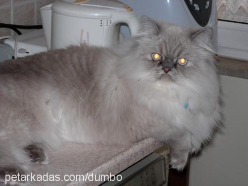 dumbo Erkek Birman