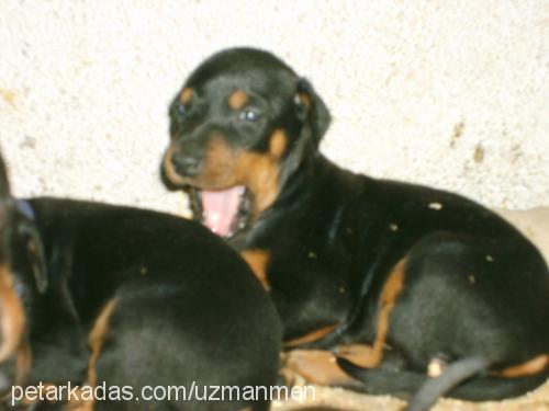 Linyda Dişi Doberman Pinscher