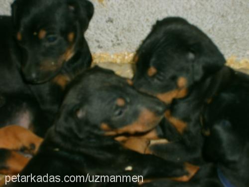 Linyda Dişi Doberman Pinscher