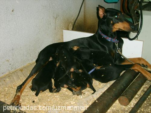 Linyda Dişi Doberman Pinscher