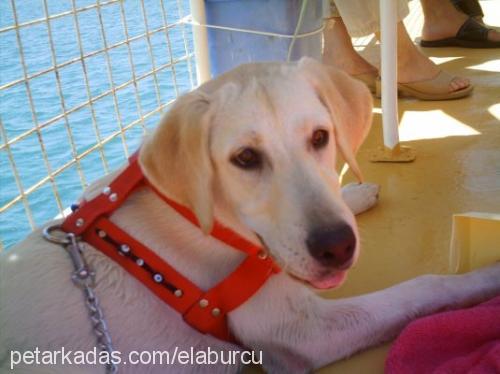 ela Dişi Labrador Retriever