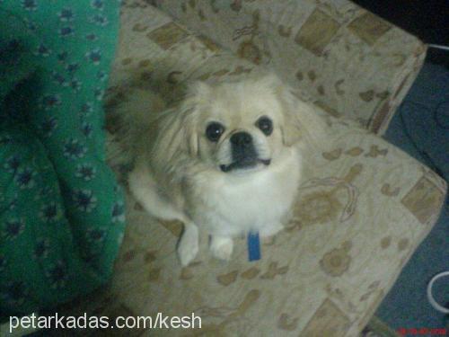 keshailesiniarı Erkek Pekingese