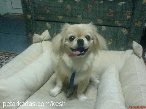 keshailesiniarı Erkek Pekingese