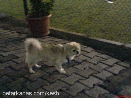 keshailesiniarı Erkek Pekingese