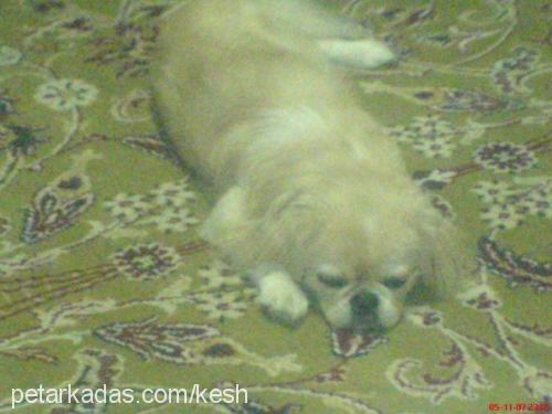 keshailesiniarı Erkek Pekingese