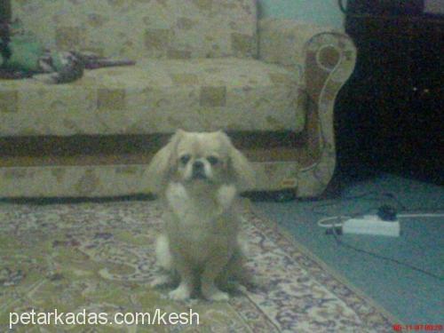 keshailesiniarı Erkek Pekingese