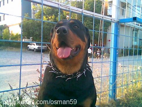 arex Dişi Rottweiler