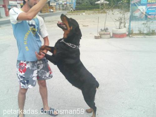 arex Dişi Rottweiler