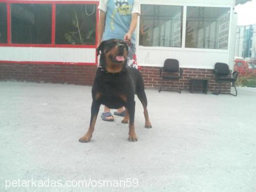 arex Dişi Rottweiler