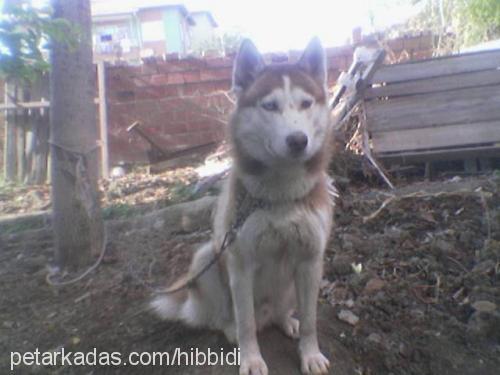 paşa Erkek Sibirya Kurdu (Husky)